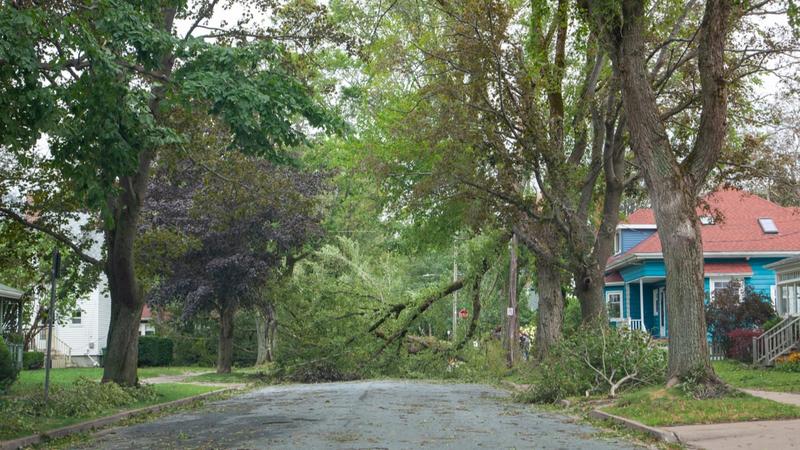 A street with uprooted trees after Hurricane Dorian hit Halifax